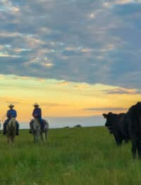 Kansas cattle on the prairie