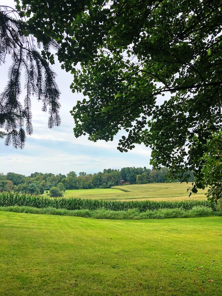 Ohio corn field
