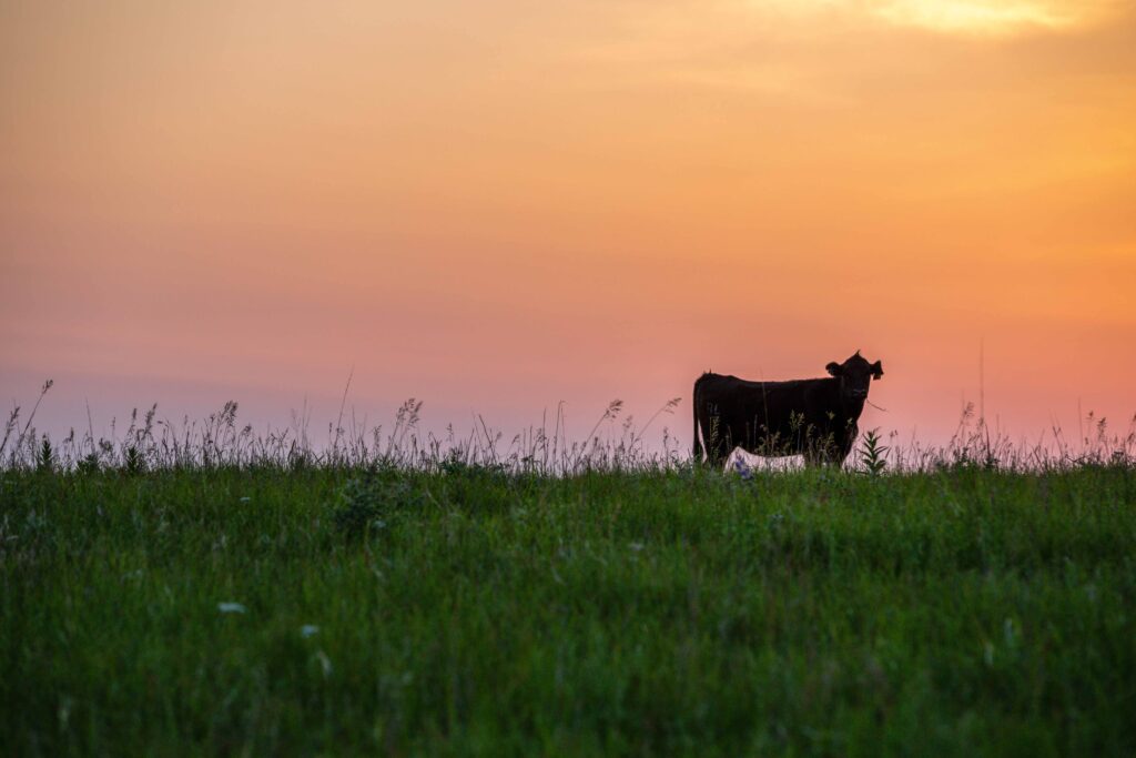 Sustainability of Cattle Ranching
