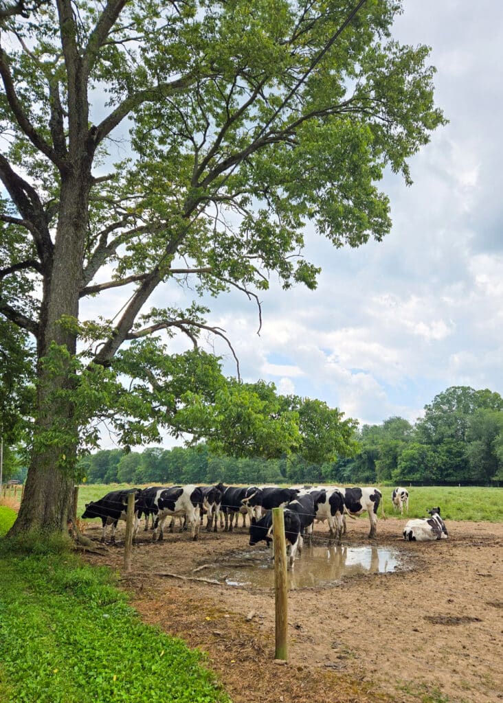 The Little Things Newsletter #482 – Life, laughter, and lots of great food!